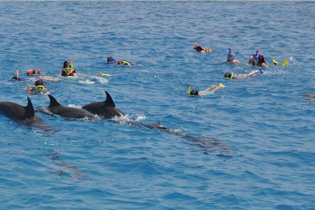 Dubai Dolphinarium Dolphin, Seal & Bird Show Tickets